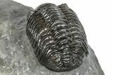 Phacopid (Adrisiops) Trilobite - Jbel Oudriss, Morocco #245290-5